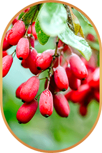 Berberine