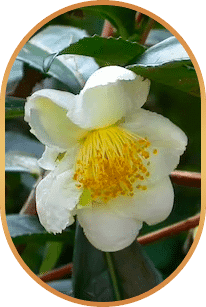 Camellia Sinensis